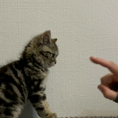 Mariyam Temirzhanova-Zankizhieva