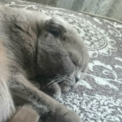 Арсений Мещеряков, Бишкек