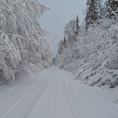 Роман Лобанов, Колтуши