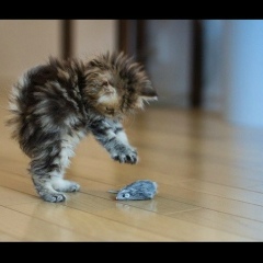 Кексик Кексов, Казань