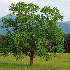 Камалдин Саидов, 10.09.1930, Москва