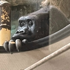 Adilet Shakirov, 17.10.1990