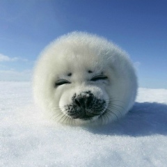 Александр Козлов, 12.02.1985, Санкт-Петербург