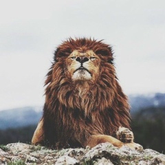 Олег Дзарданов, 11.08