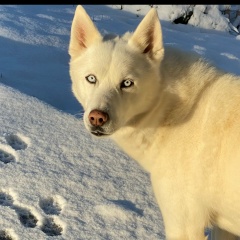 Karina Capone, 08.12, Москва