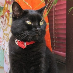 Eugenie Votchel, Санкт-Петербург