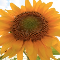 Антонина Ковалева, 08.10.1984, Краснодар