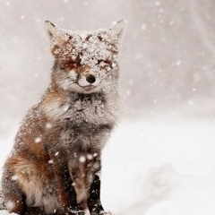 Айбар Арпиш, 01.04.1999, London