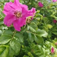 Евгения А, Москва