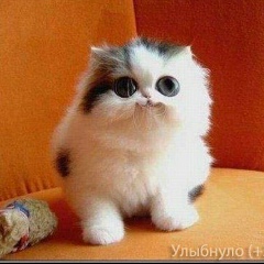 Александр Пономаренко, 17.03.1988, Киев