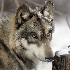 Низам Рахматуллаев, 22.12, Санкт-Петербург