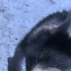 Анатолий Софронов, 24.08, Череповец