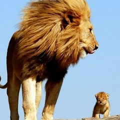 Azad Abdurahmanov, 16.01.1990, Нижний Новгород