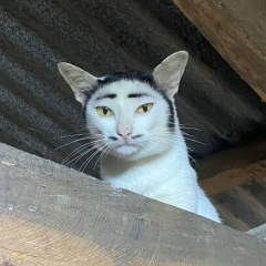 Андрей Соколов, 09.03.1987, Нижний Тагил