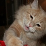 Елена Положинцева, 03.08.1974, Санкт-Петербург