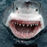 Анна Жарикова, Москва