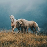 Dauren Zheten, Алматы
