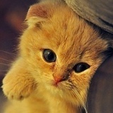 Элина Шабуева