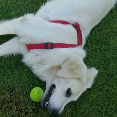 Анжелика Ажгибесова, 27.09