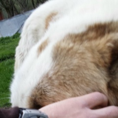 Шамхан Висакаев, 19.02.1993, Грозный