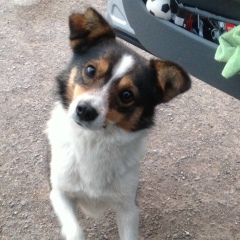 Андрей Котковец, Волжский