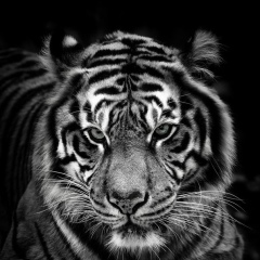 Дмитрий Лашкевич, Брянск