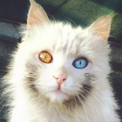 Анатолий Горшков, 05.12.1987, Харьков