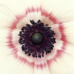 Анна Сухино-Фоменко, 29.06, Москва