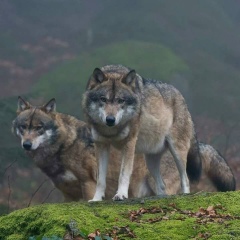 Алтамирова Лайса, 04.02.1975