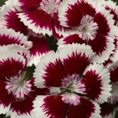 Людмила Холкина, 15.11, Сосновый Бор