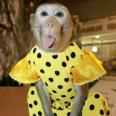 Анюта Рудыка, Воронеж