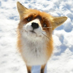 Алексей Аленчев, 28.11, Санкт-Петербург