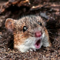 Игорь Большов, 07.06.1974, Санкт-Петербург