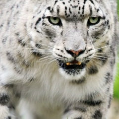 Светик Нугманова, 10.11.1991, Чебоксары