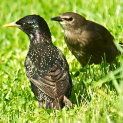 Дмитрий Малышев, 26.08.1969, Москва