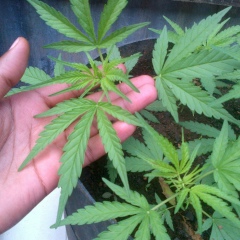 Michael Weru, 25.09, Nairobi