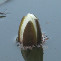 Оля Беляева, 09.01, Санкт-Петербург