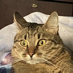 Александр Рихмайер, Москва