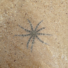 Кайя Ыыы, 11.12