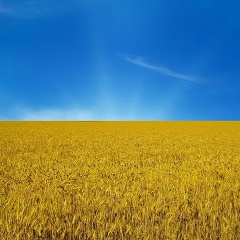 Олена Собчук