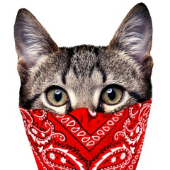 Павел Афронов, 06.10.1985, Новосибирск