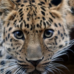 Аля Вершинина, Абакан