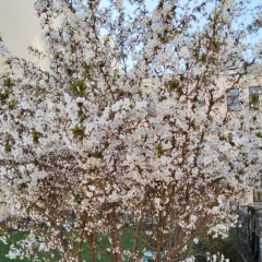 Елена Собянина