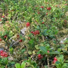 Дмитрий Симонов, 27.08.1983, Москва