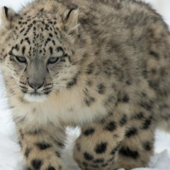 Гульнара Мусаева