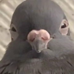 Человек Ракета, 31.05, Новосибирск