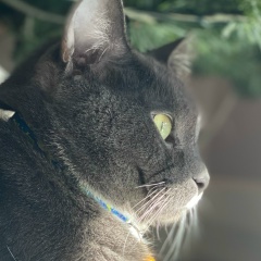 Kristina Vinogradova, 12.07, Toronto