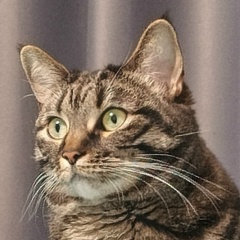 Алсу Сираева