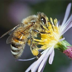 Елена Пчёлкина-Ромашкина, 06.06, Северодвинск