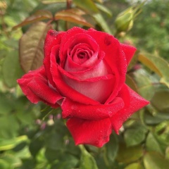 Аня Селезнёва, 17.02.1987, Москва